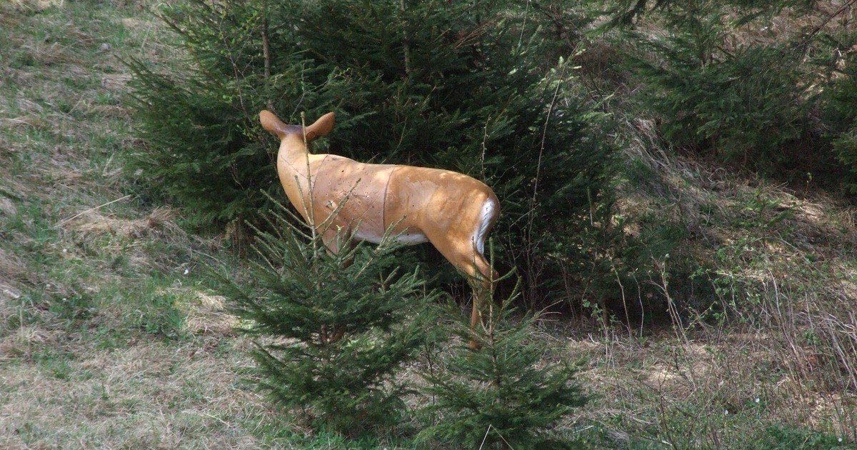 Foam 3D deer target standing among young spruce trees on a practice course