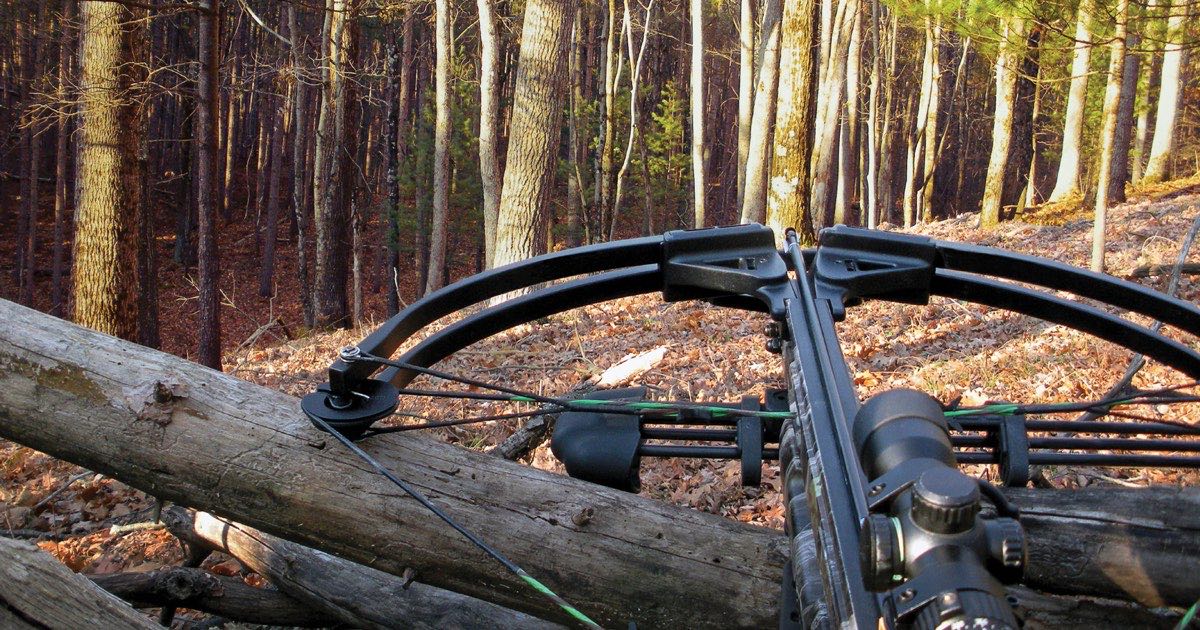 Modern compound crossbow with a scope resting on a log in autumn woodland