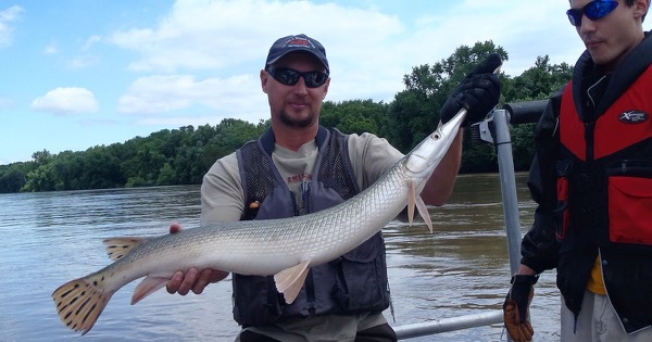 A river researcher on a boat holding a longnose gar, one gloved hand gripping its long, narrow snout, during fish sampling on the Wabash River