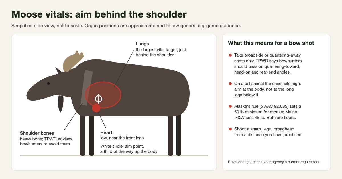 Simplified side view of a moose showing the lungs and heart just behind the shoulder, the shoulder bones to avoid and an aim point about a third of the way up the body, with notes on shot angles and the Alaska and Maine minimum draw weights