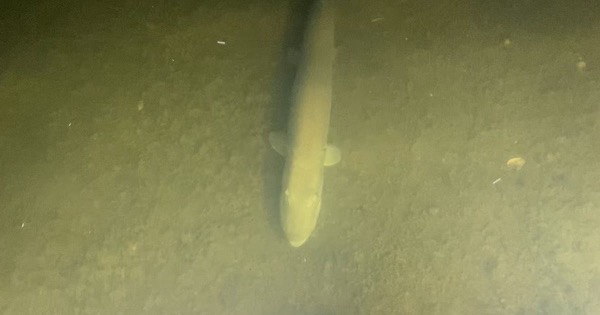 A muskie lying over a silty bottom, lit from above by a night bowfishing boat's lights