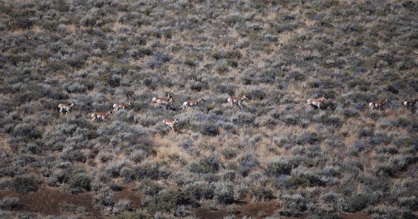 A herd of pronghorn moving in single file across sagebrush country at Craters of the Moon, Idaho