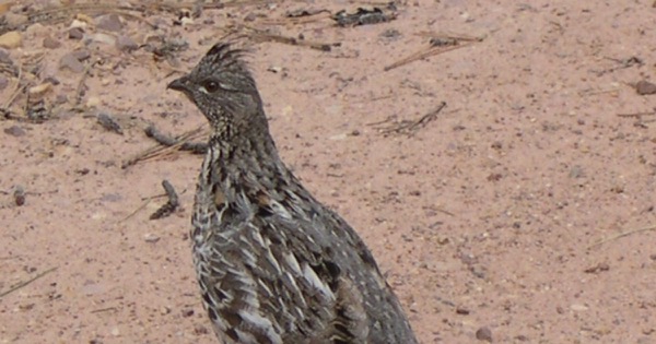A ruffed grouse standing on bare sandy ground scattered with twigs