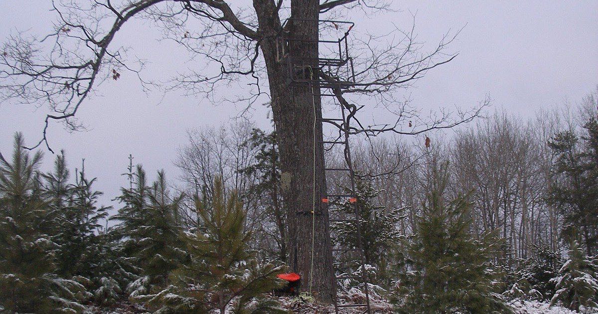 A tree stand on a large tree at the edge of snowy woods and young evergreens