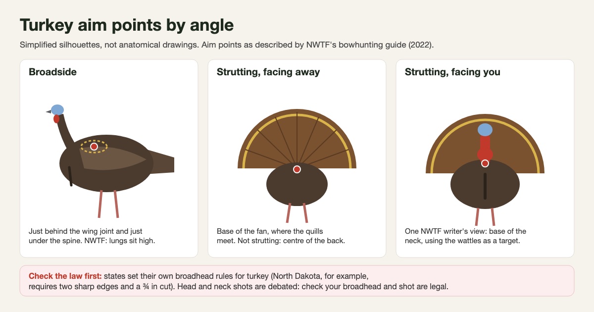 Simplified diagram of three turkey silhouettes with aim points: broadside just behind the wing joint under the spine, a strutting bird facing away at the base of the fan, and a strutting bird facing the archer at the base of the neck, with a reminder to check state broadhead rules