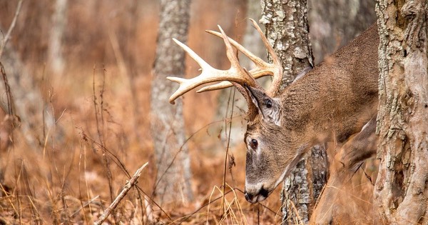 White-tailed buck with a large rack of antlers moving through an autumn forest